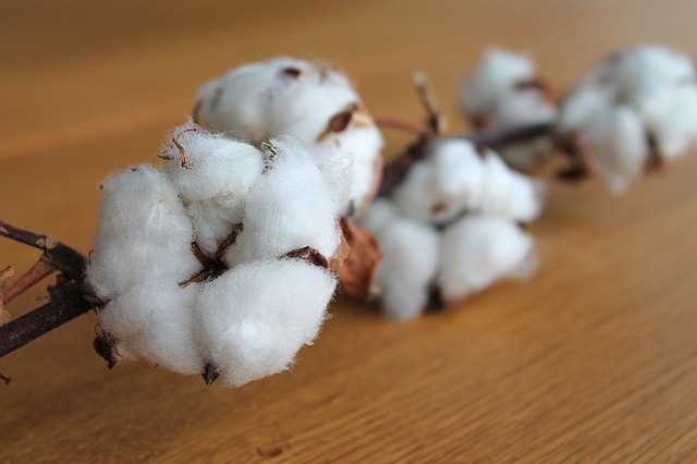 bavlna Cotton Lycra