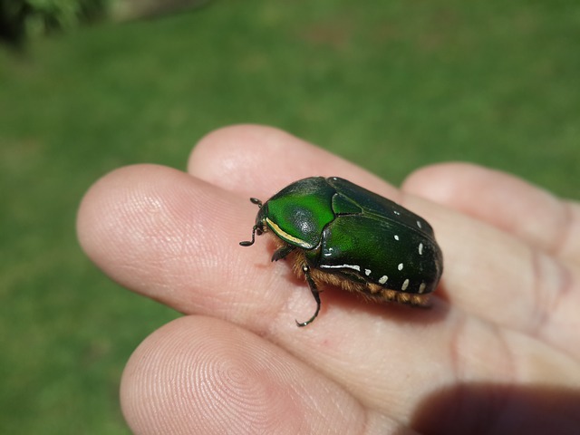 Zelený chrobáčik